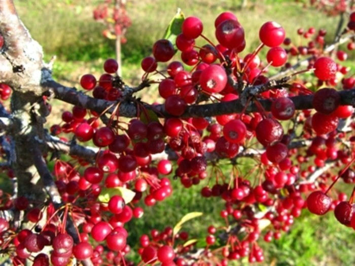 1 Roselow Crabapple, flowering fruit shrub wildlife .Zones 4-9. Pollinat