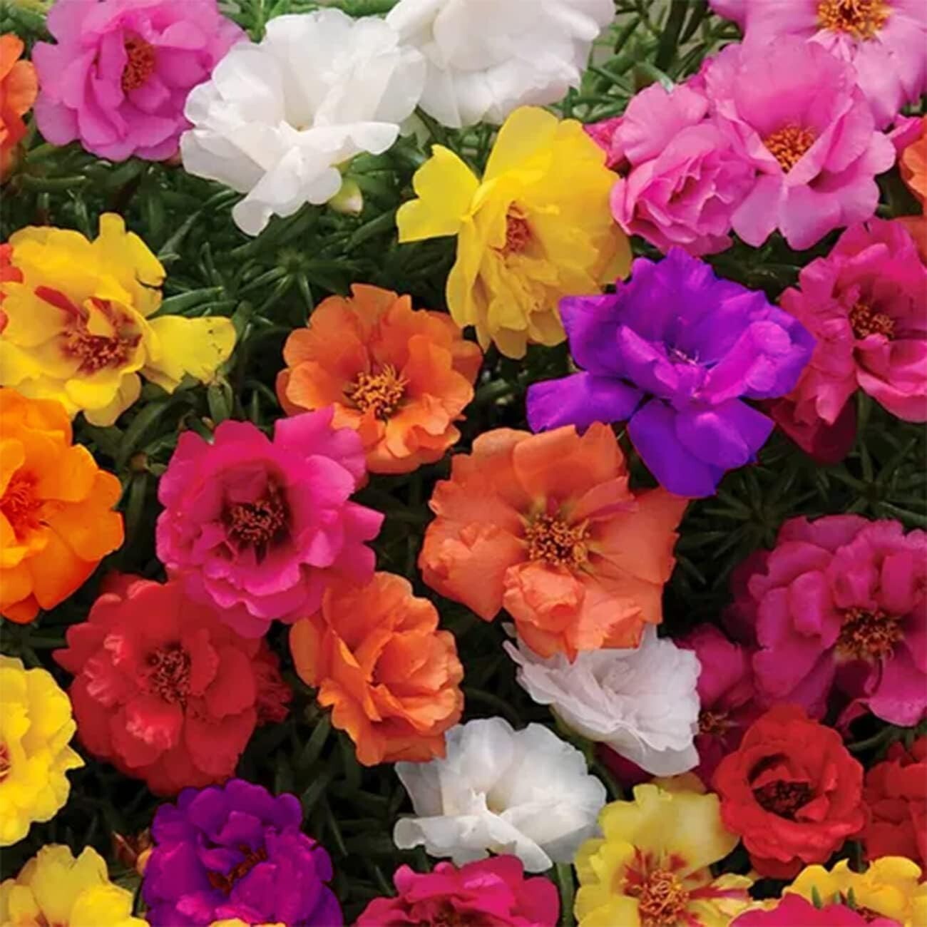 10000+ MIXED MOSS ROSE SEEDS PORTULACA GRANDIFLORA MIX FLOWERS GROUNDCOVER