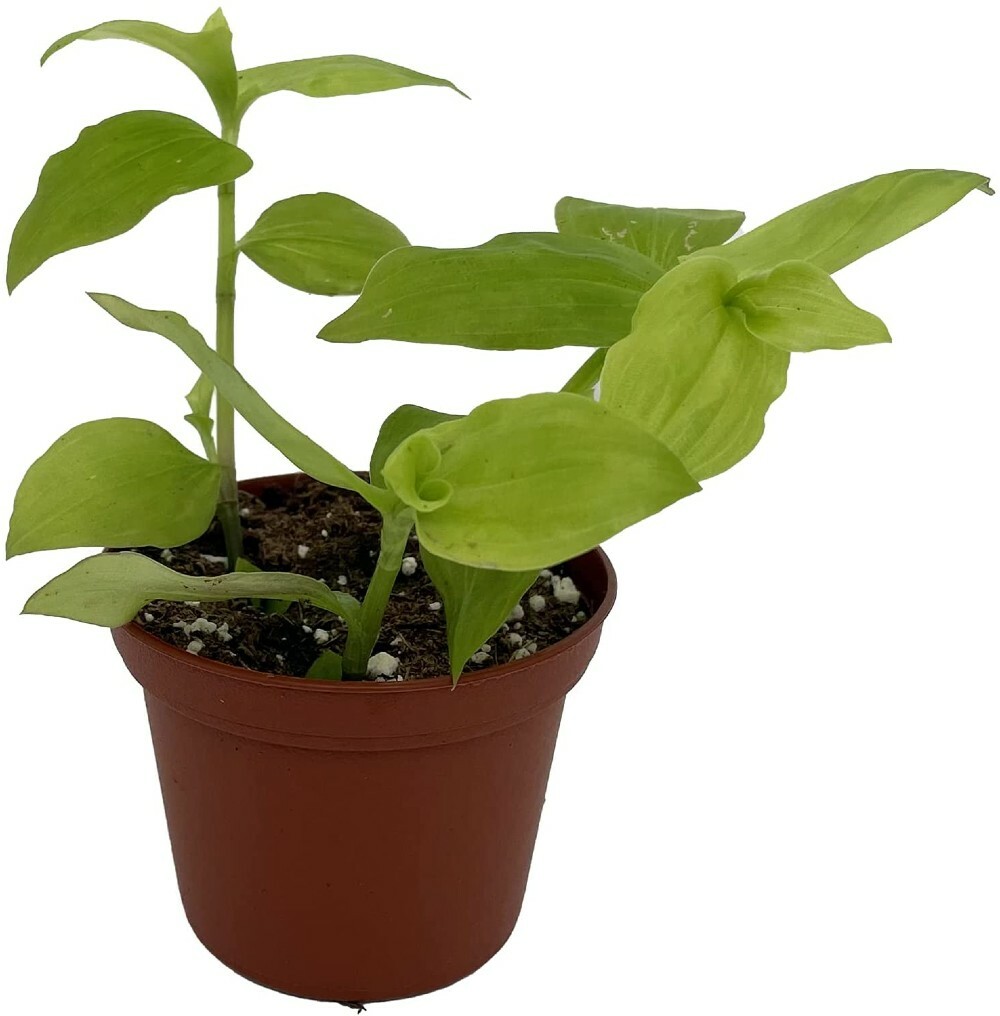Tradescantia Wing Gold Jew Wandering Very Easy To Grow House Live Plant 2.5″ Pot