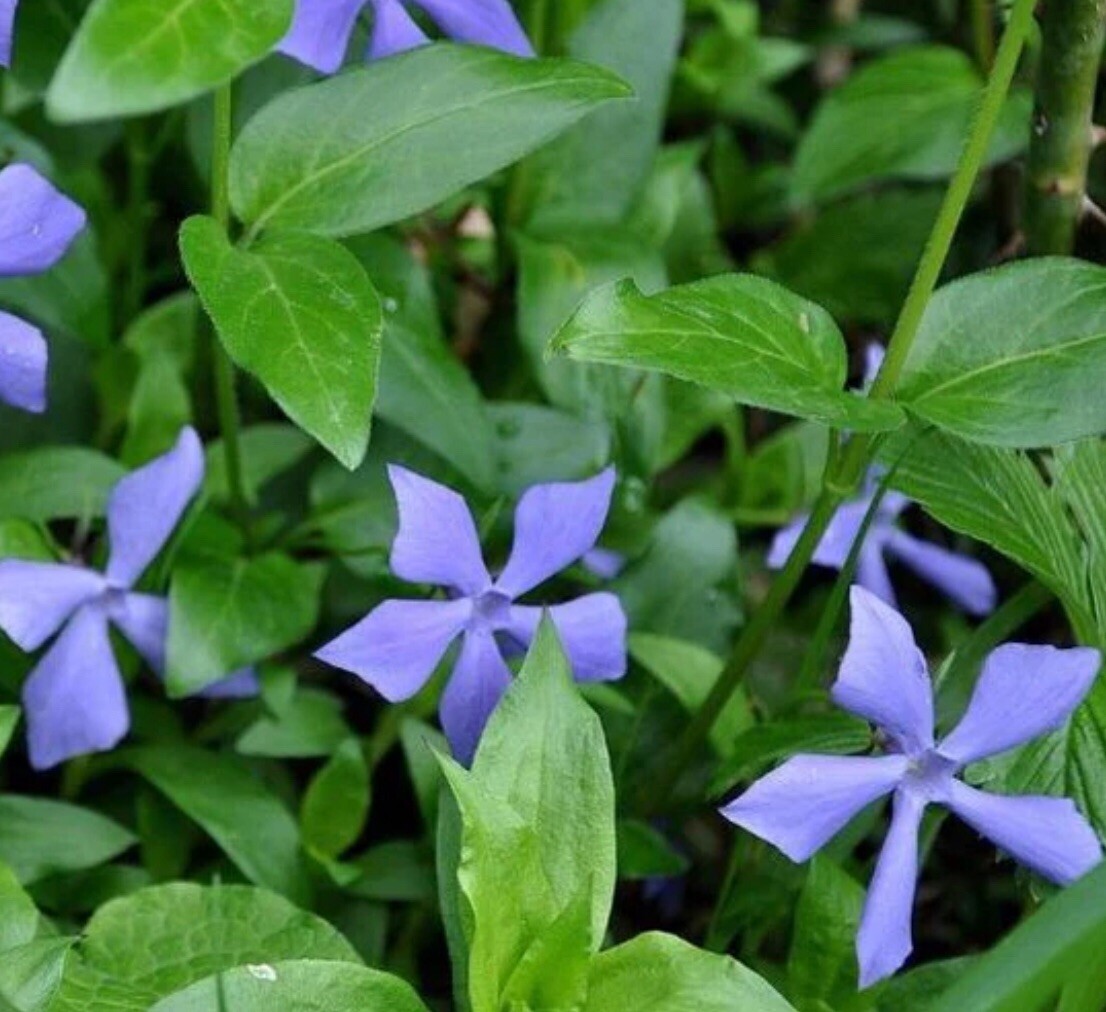 25+Vinca Minor Periwinkle Creeping Myrtle~Live Plants~Ground Cover CT Garden