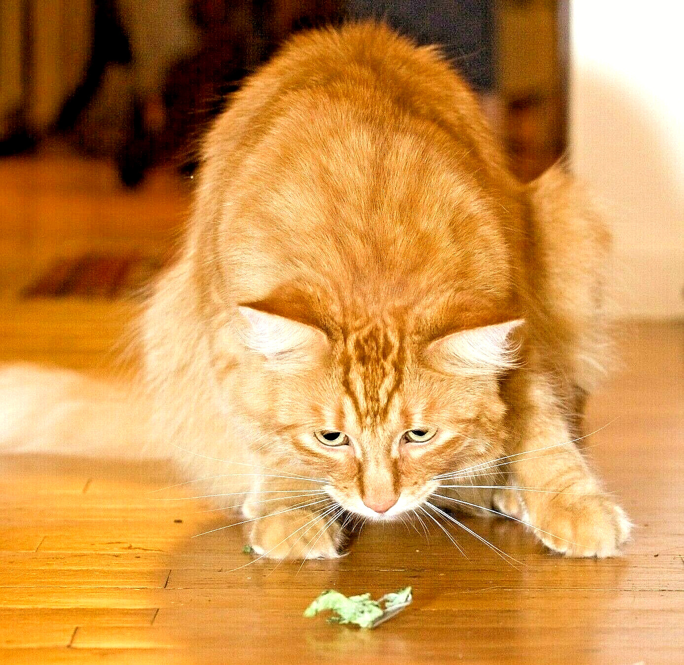 1000+ CATNIP SEEDS PERENNIAL SPRING MOSQUITO BUG REPELLING NON-GMO HEIRLOOM HERB