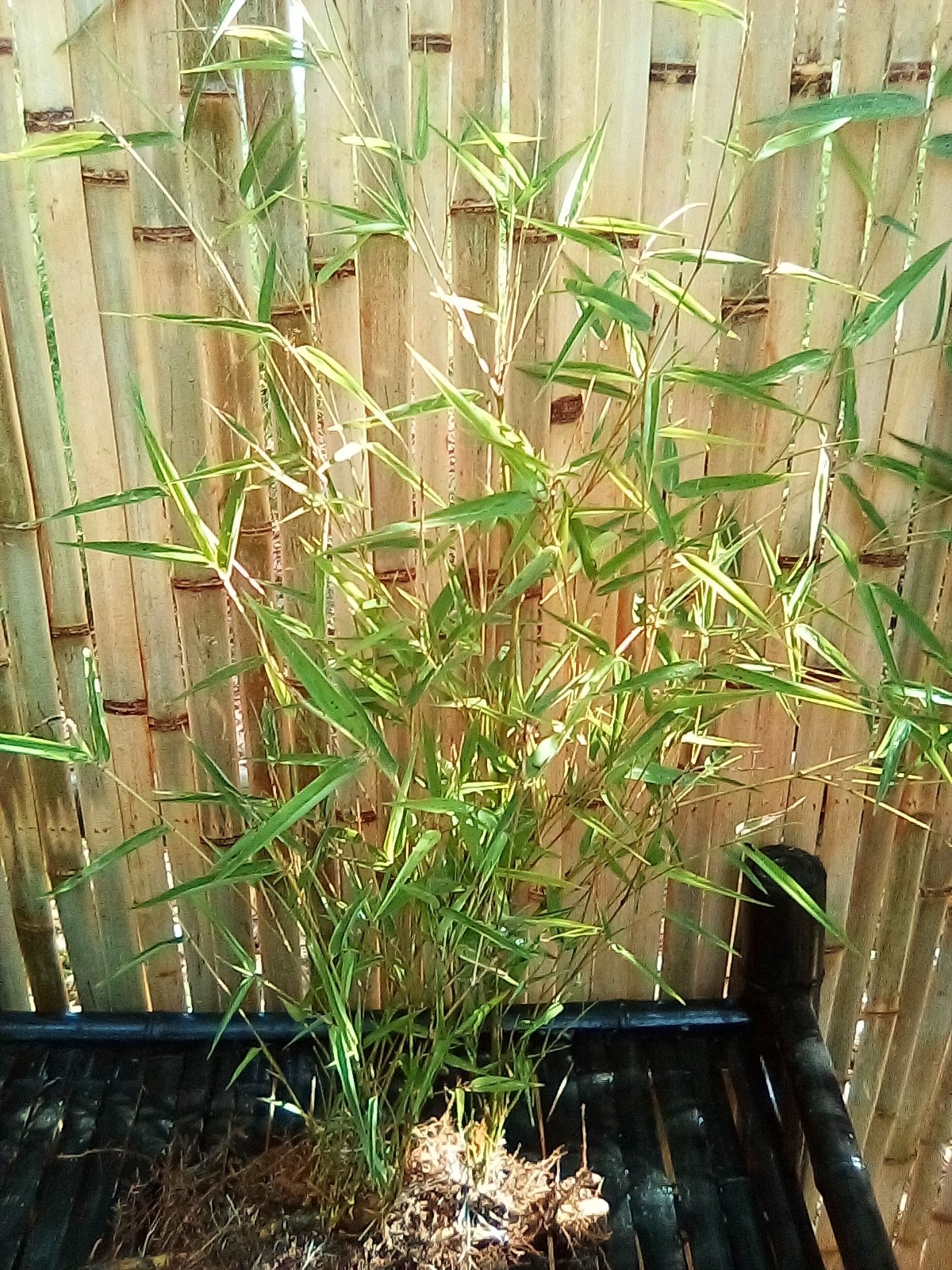 Live Blue Giant Bamboo Plants (12 rooted cuttings) FREE Shipping!
