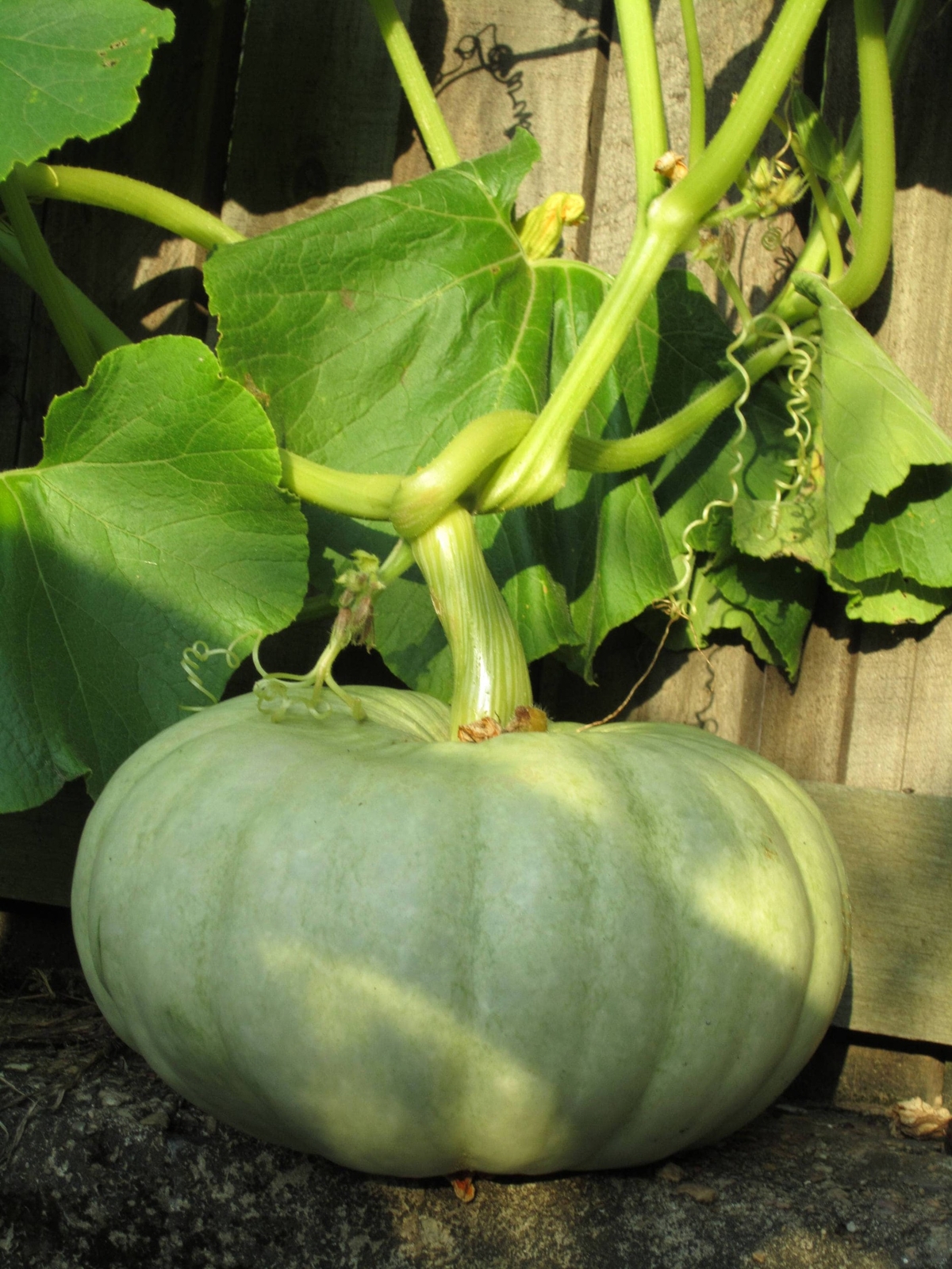 15 JARRAHDALE GREEN PUMPKIN Jarradale Blue Grey Cucurbita Maxima Vegetable Seeds