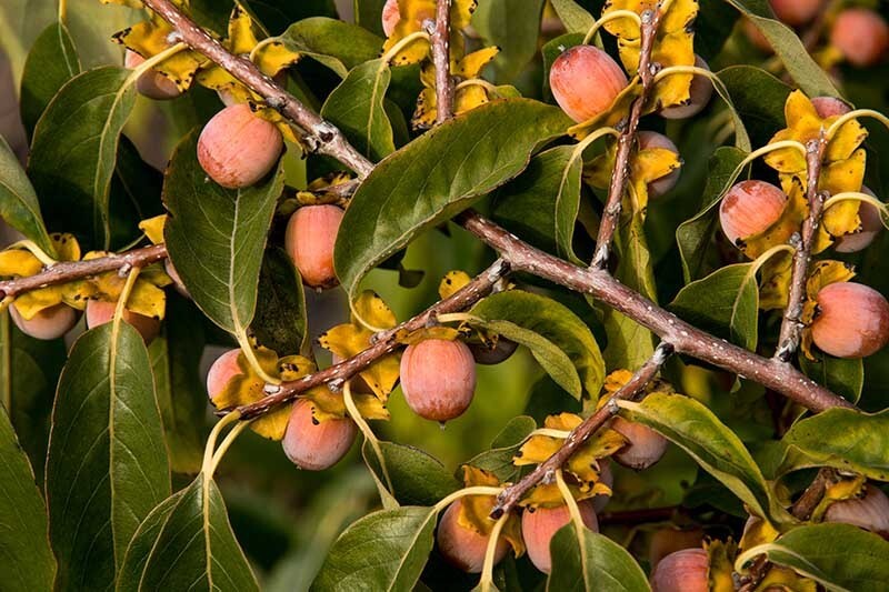 40+ American Native Persimmon Tree Seeds – Diospyros Virginiana #12