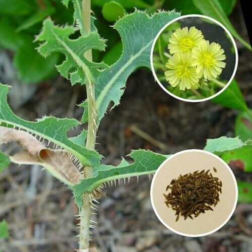 Prickly Lettuce (Lactuca serriola) Seeds