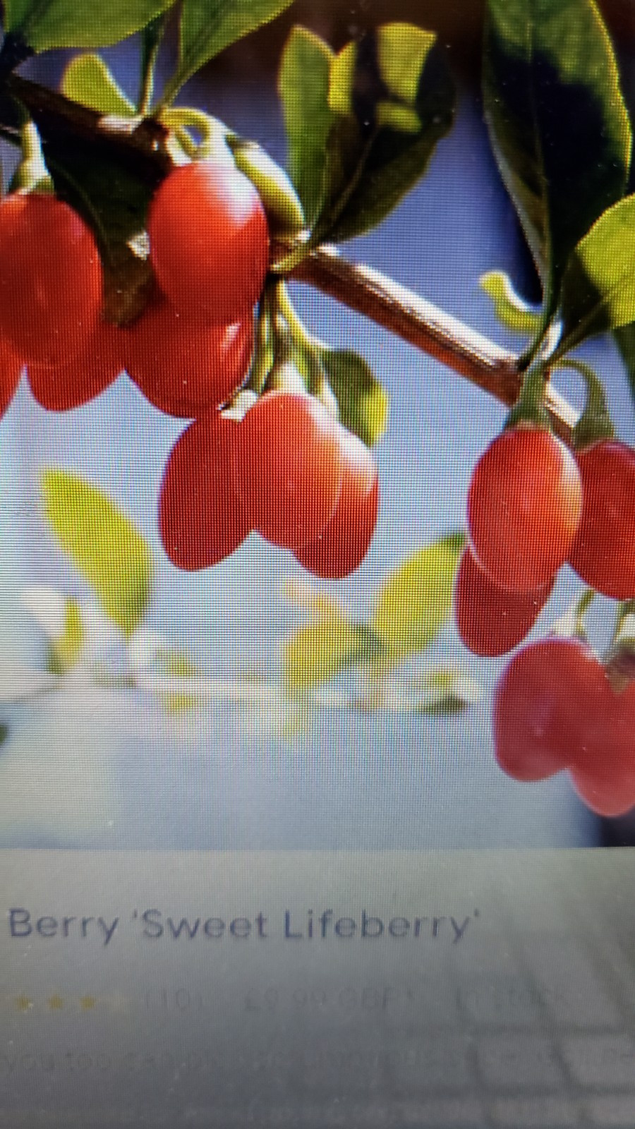 100 Lycium barbarum GojiBerry Plant Fresh Cuttings No Root Wolfberr 枸杞 Non GMO