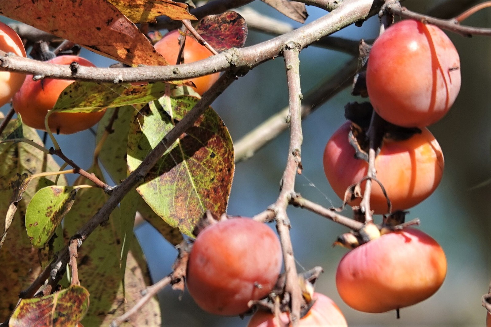 40+ American Native Persimmon Tree Seeds – Diospyros Virginiana #12