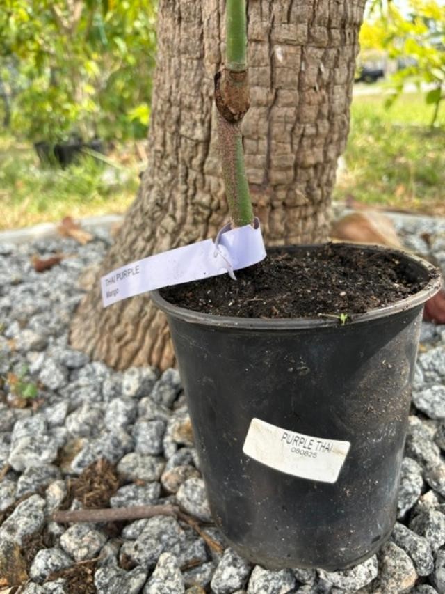 GRAFTED (SUPER RARE) THAI PURPLE NAM DOC MAI/SI MEUANG 12″ OR MORE TALL
