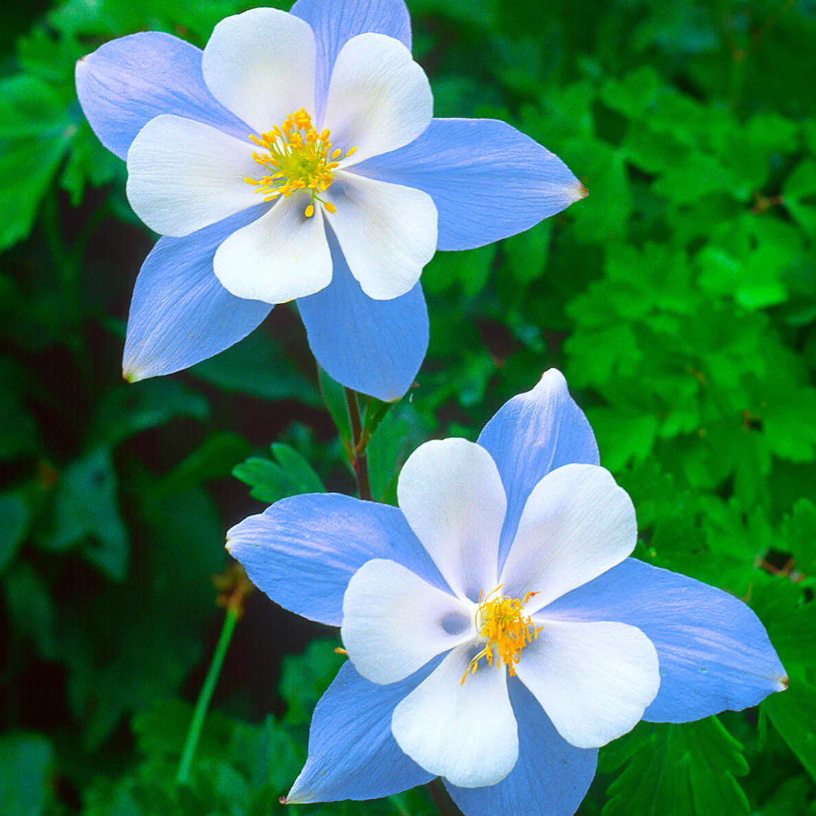 Blue Star Columbine Seeds | Heirloom | Free Shipping | Flower Seeds | 1214