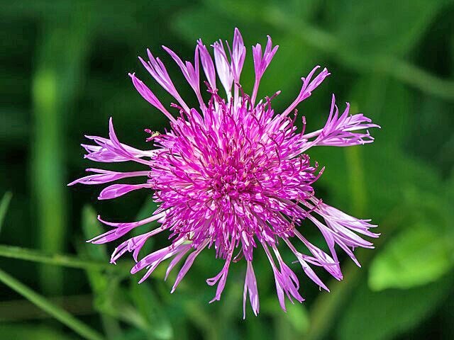 Centaurea jacea | Brown Knapweed | 20 Seeds