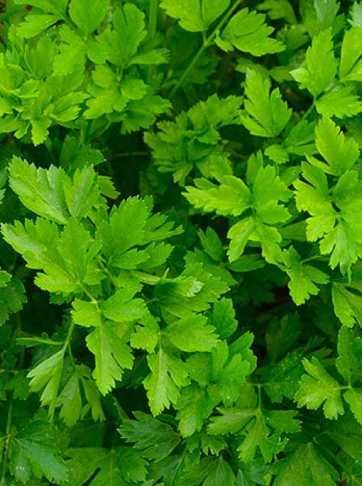 Giant of Italy Parsley Seed 500+ SEEDS NON-GMO–BUY 4 ITEMS FREE SHIPPING
