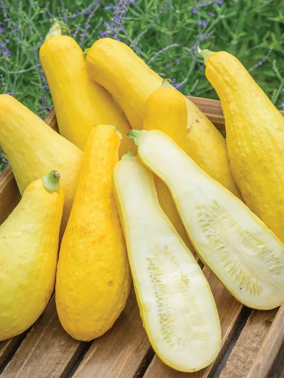 20+ PROLIFIC STRAIGHTNECK SUMMER SQUASH FRESH FOR GARDENS