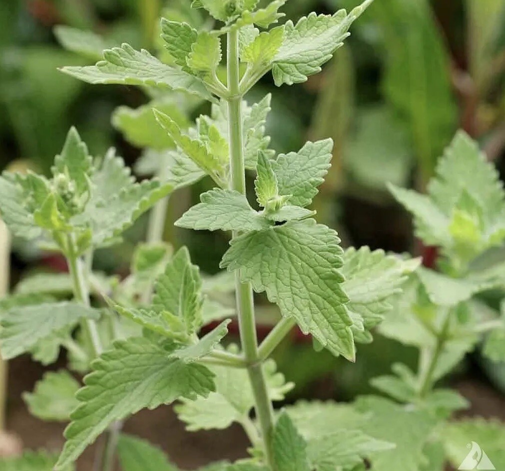 1500+ Catnip Seeds (Nepeta cataria) – Herb Seeds | USA FREE SHIPPING!
