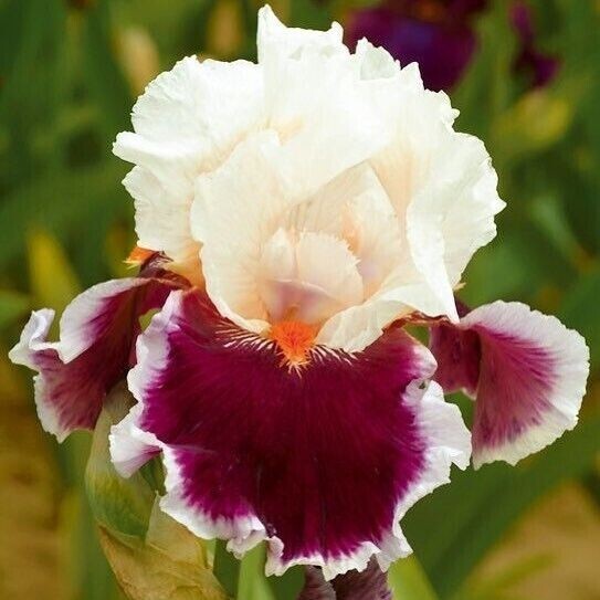 50 Mixed Colors Iris Seeds Much Less Money Than Bulbs