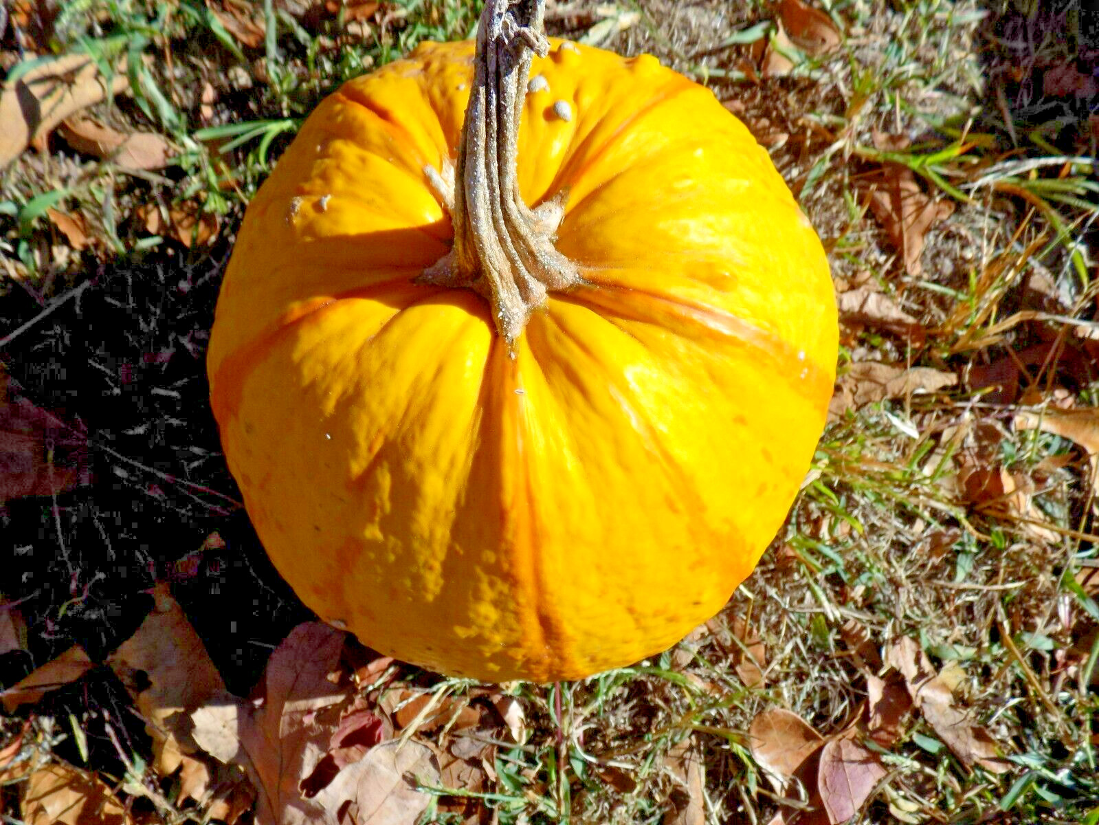 15 BLAZE PUMPKIN SEEDS – Cucurbita maxima