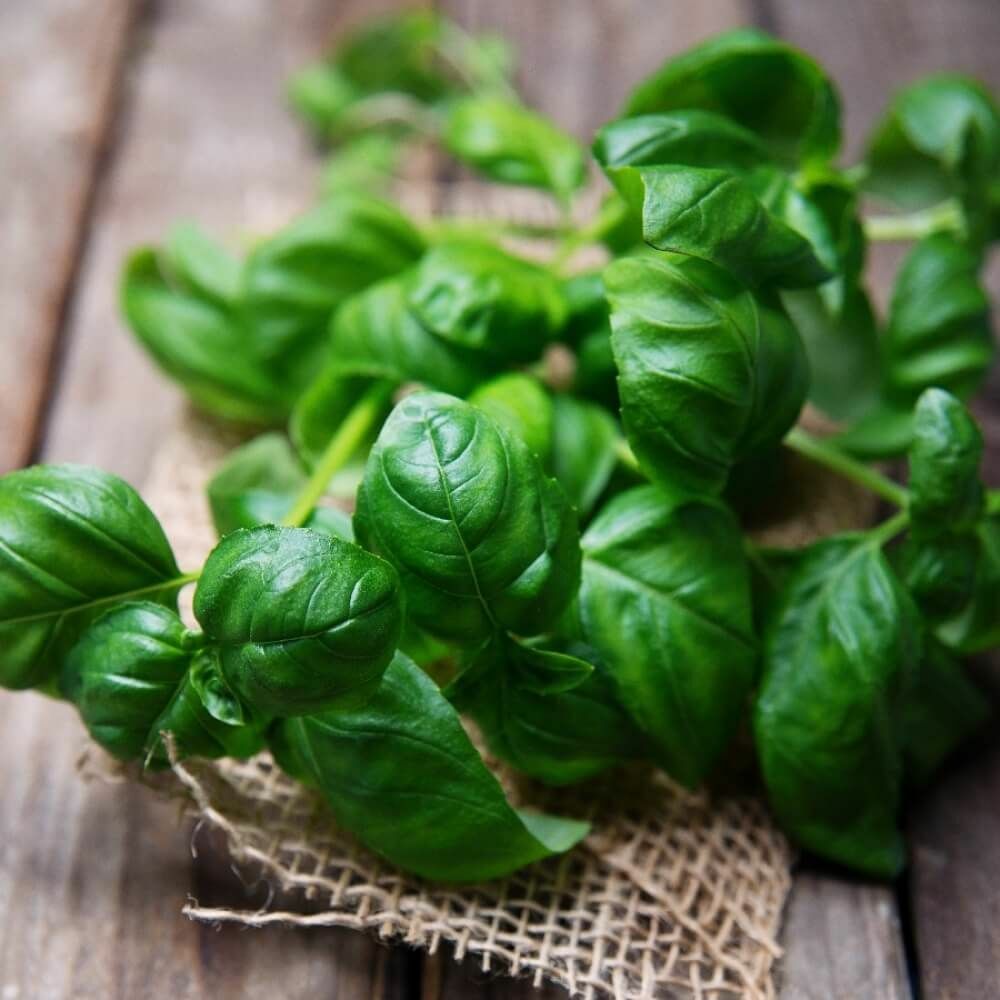 300 SWEET BASIL SEEDS NON – GMO FRESH HARVEST FOR GARDENS