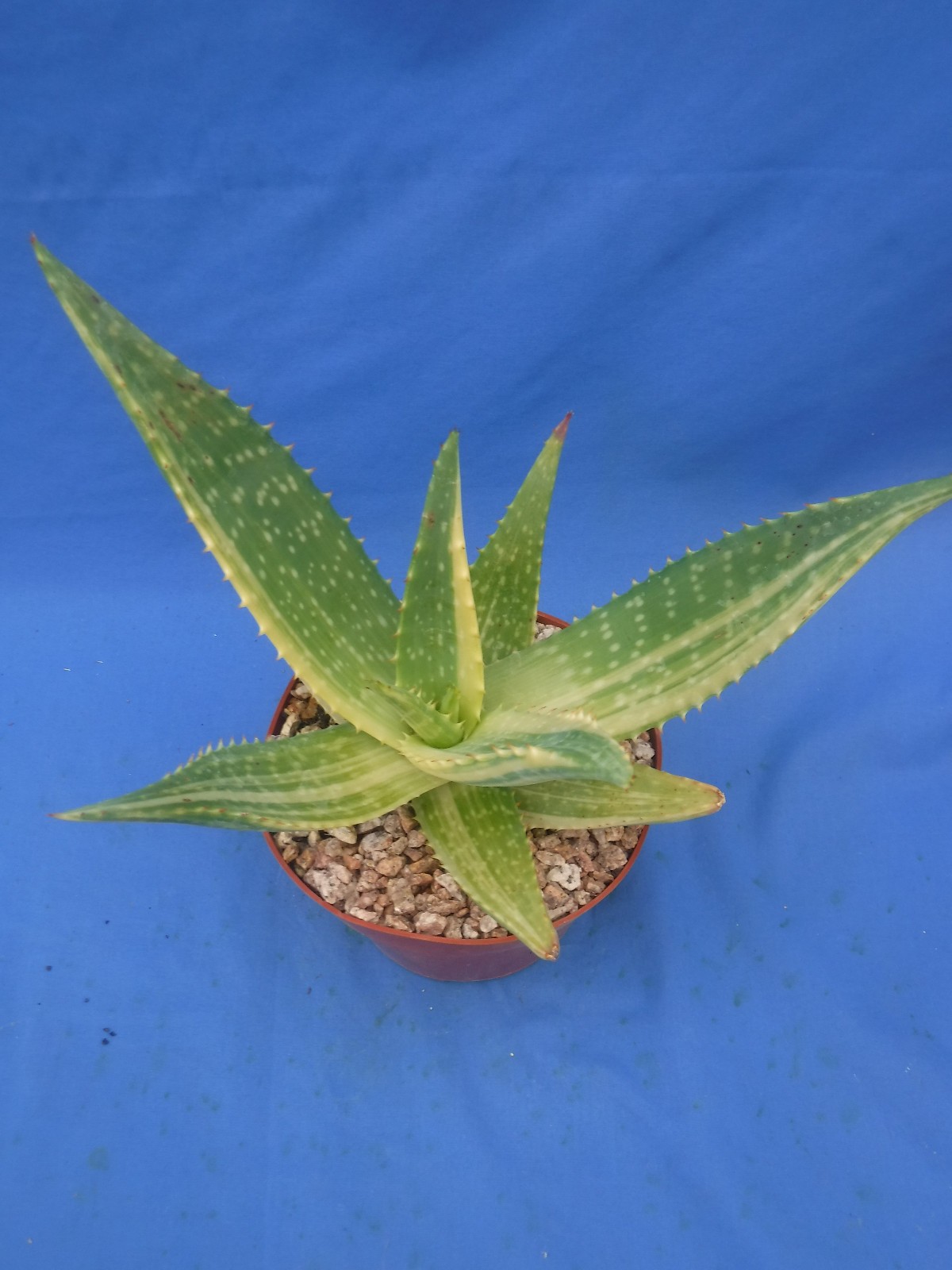Aloe “Tiger Taffy” VARIEGATED! Hybrid! Very Easy to Grow 10″ Wide 6″ Pot Size E1
