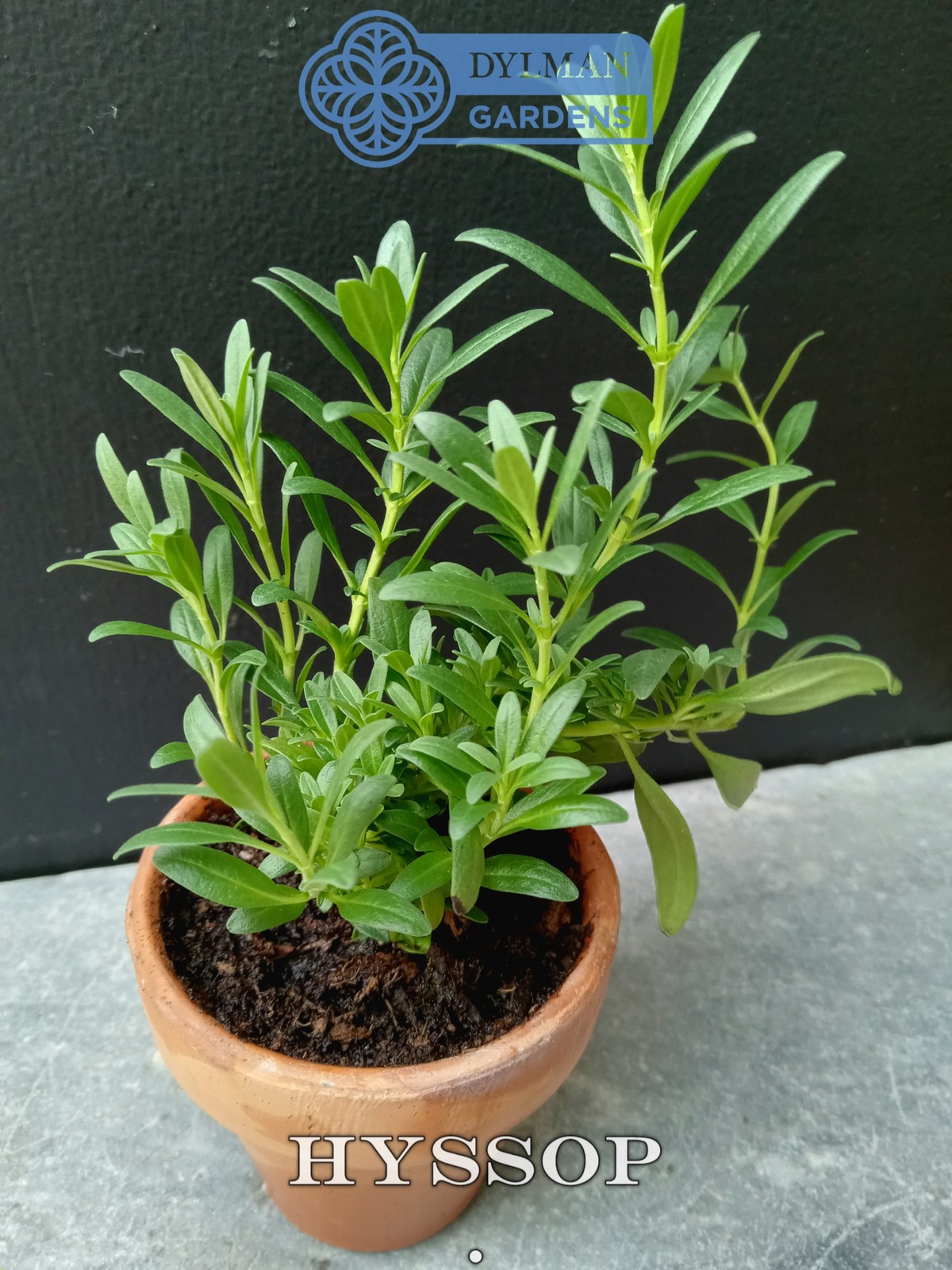 Hyssop (Hyssopus officinalis) Pollinator Friendly Herb Plant – Multiple Sizes