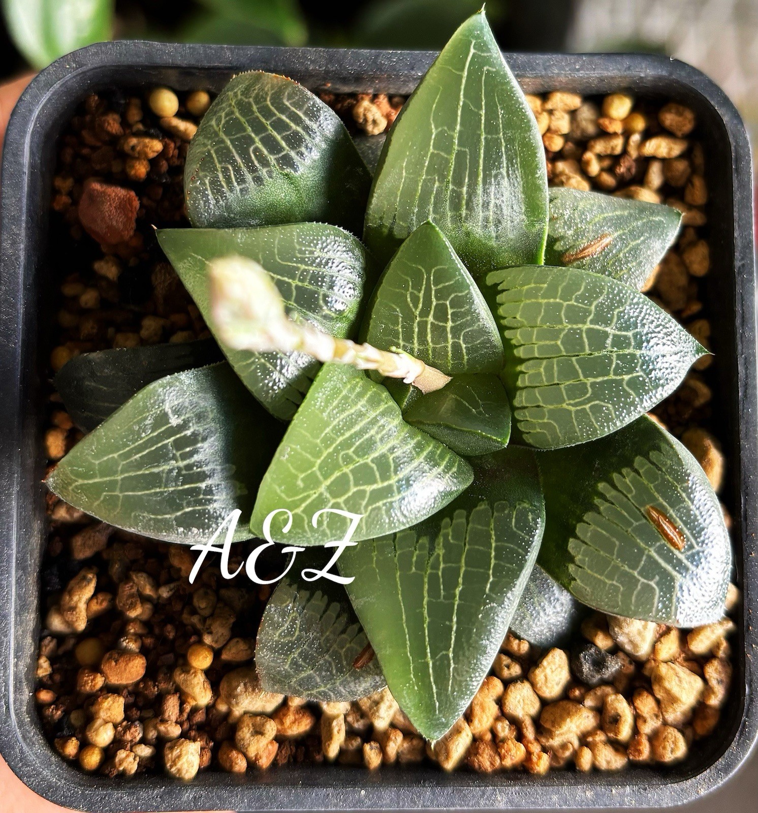 Rare Succulent: 5 Years Old Haworthia Comptoniana Hybrid In 3” Pot.
