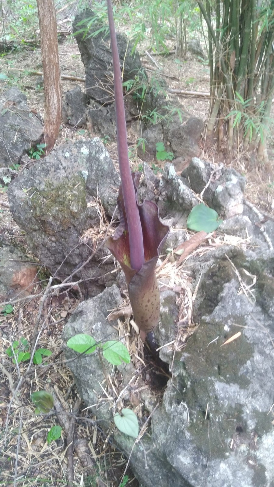1 New ! Amorphophallus maxwellii (Rare plant) Thailand