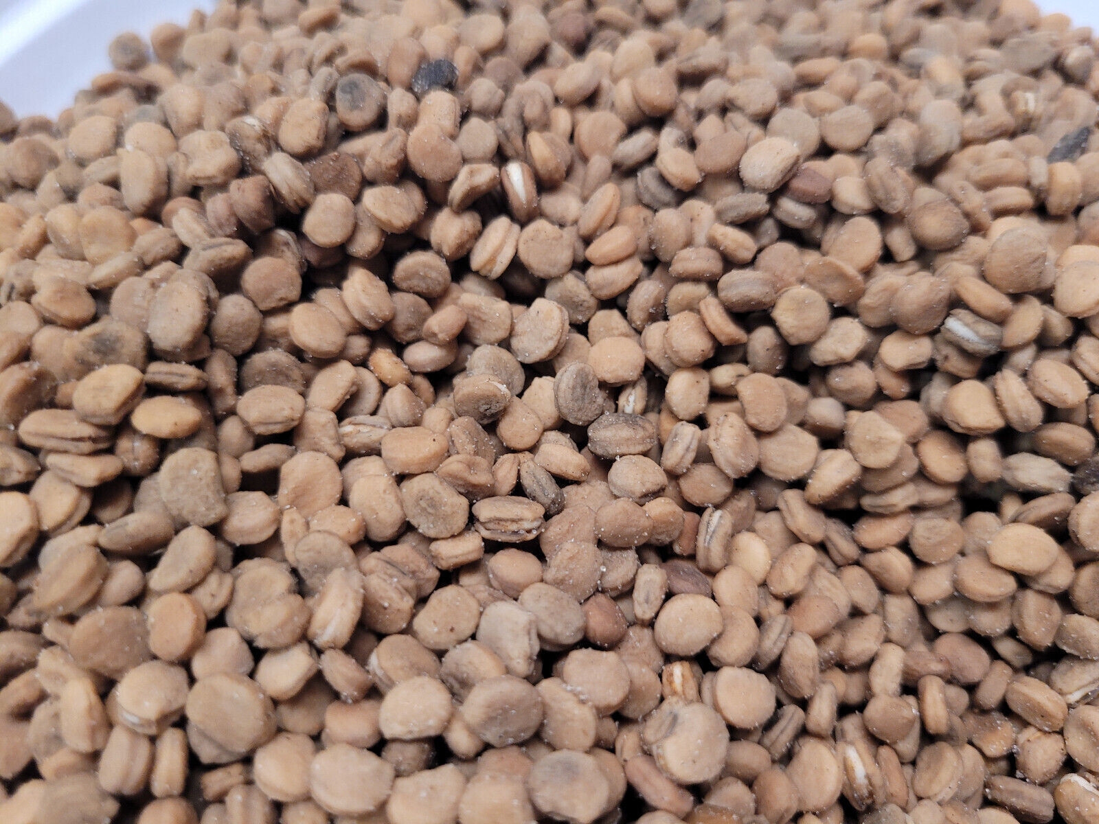 American Ginseng Seeds Stratified Panax quinquefolius