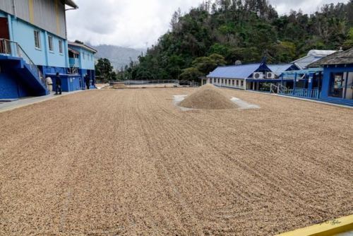 Brazilian Yellow Bourbon Coffee Beans, Medium Roasted Daily 2 Bags 1 Pound Each
