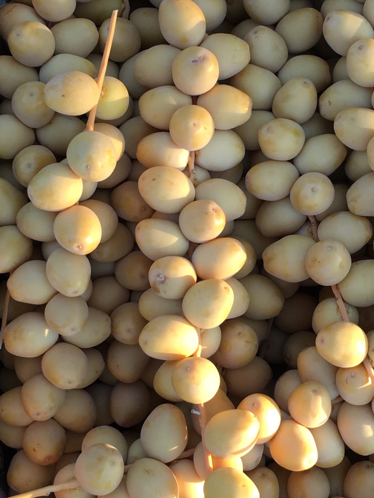 14 LBS FRESH YELLOW BARHI DATES