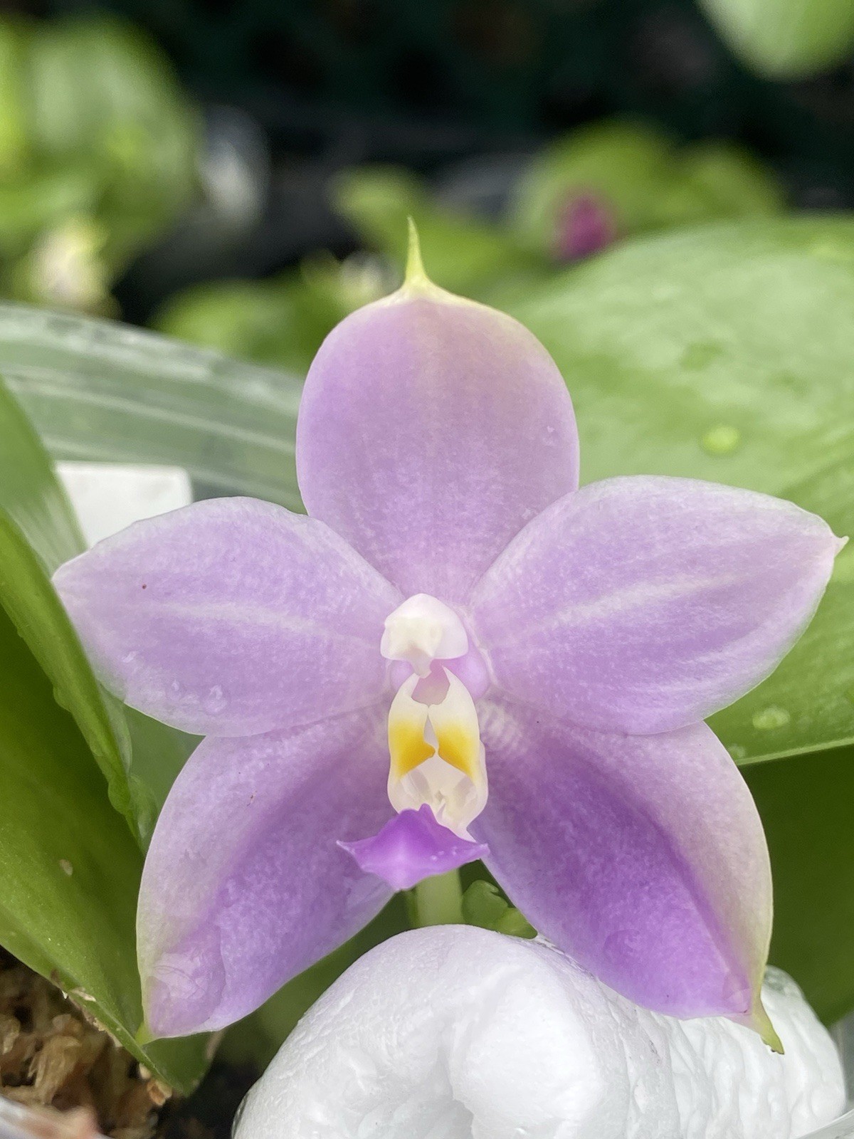 Original Phal Phalaenopsis bellina x Peter Blue Diamond-FRAGRANT