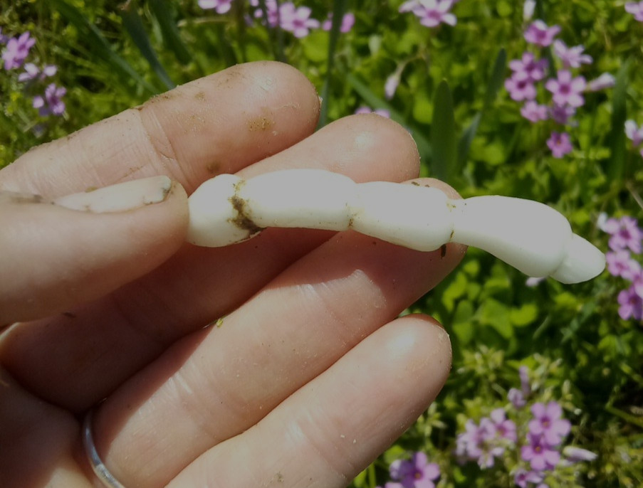 15 Florida Betony (Stachys floridana) Root Tubers- Freshly Dug & Ready To Plant