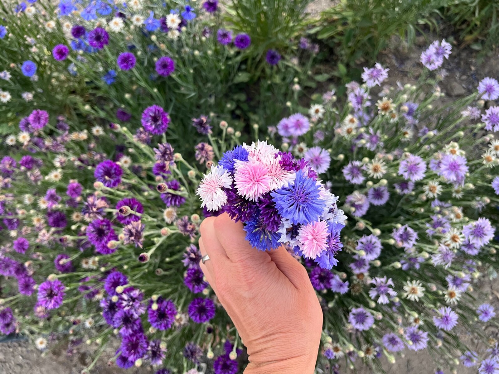 100 Bachelor Button Dwarf Polka Dot Mix Seeds, Dwarf Centaurea, FREE SHIPPING