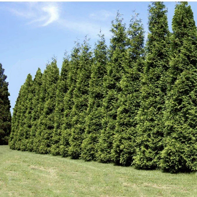 10) Thuja Green Giant Arborvitae…FREE SHIPPING!