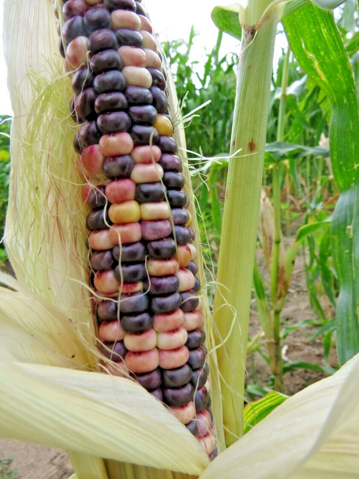 Mandan Bride – Early and spectacular Native corn