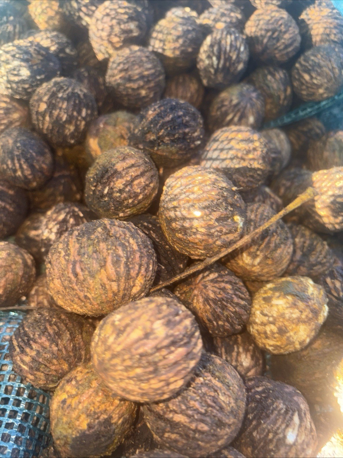 Premium Black Walnuts In-Shell (15 Pounds) Wild Foraged Organic Float Tested TN