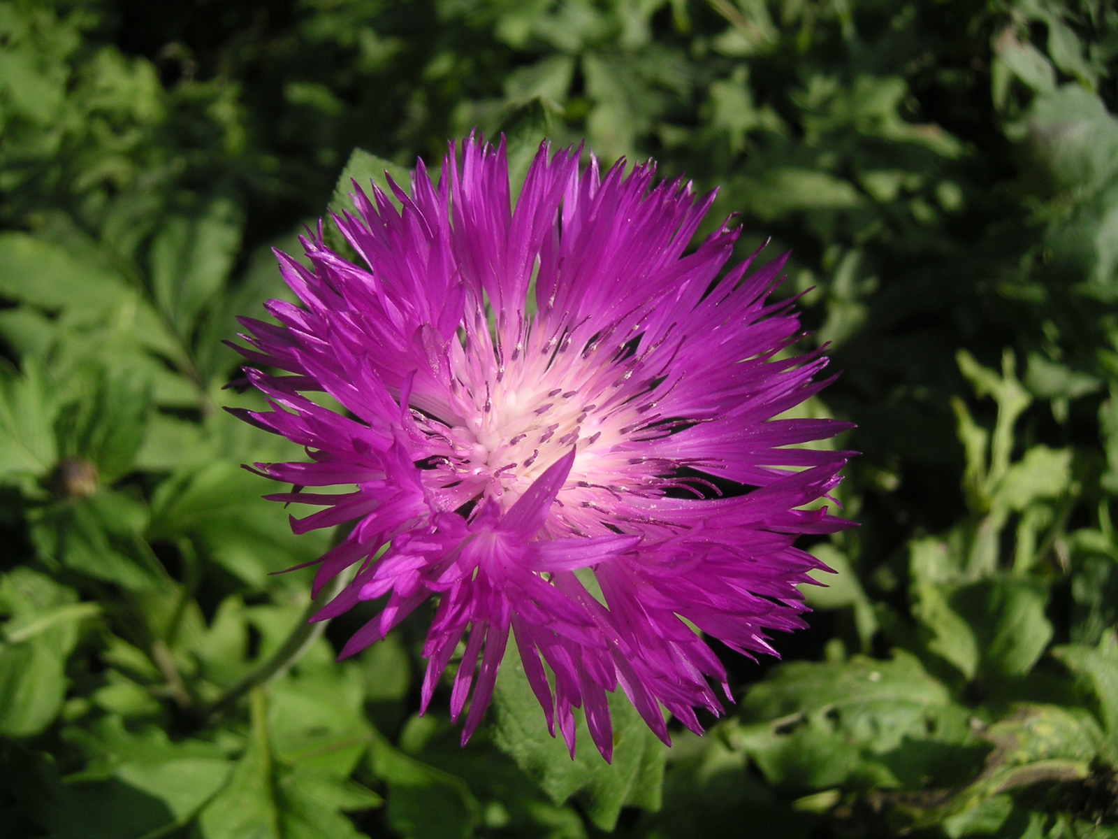 100 PERSIAN CORNFLOWER Seeds (Centaurea dealbata) | NON-GMO | Free shipping