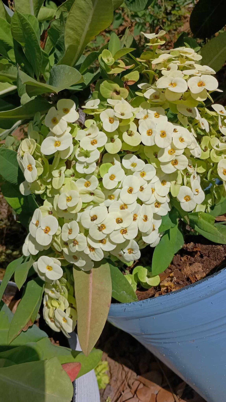 White Crown Of Thorns w/ Yellow Center Cutting (1 Count / No Roots)