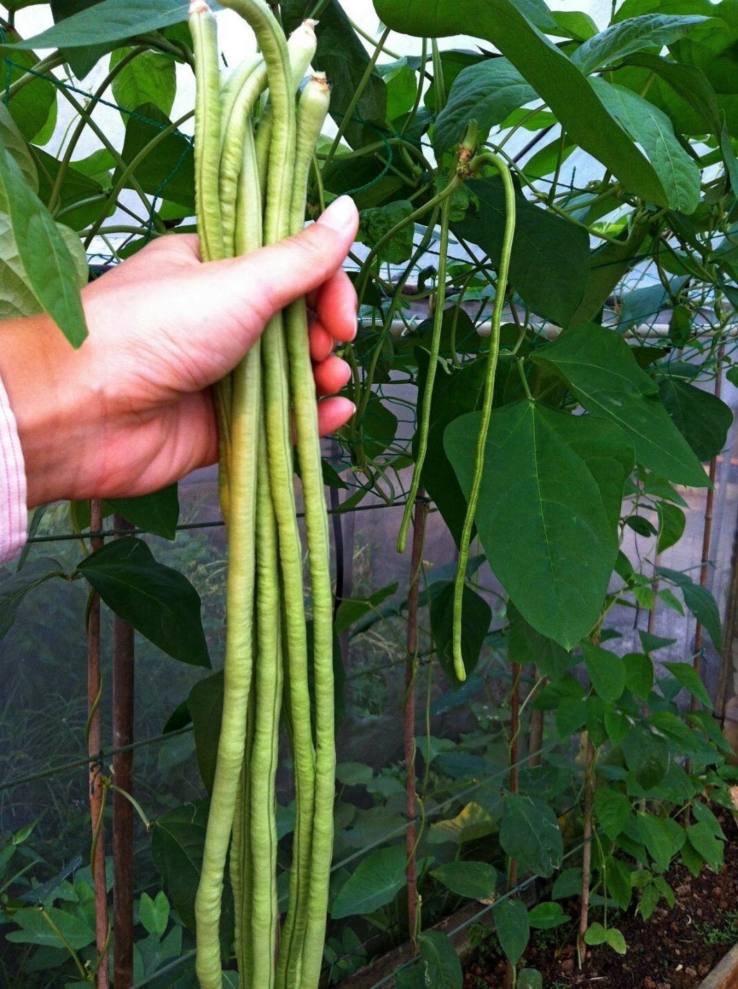 50+ Yard Long Bean Seeds – Asian Chinese Long Bean – Heirloom — NON GMO – FRESH