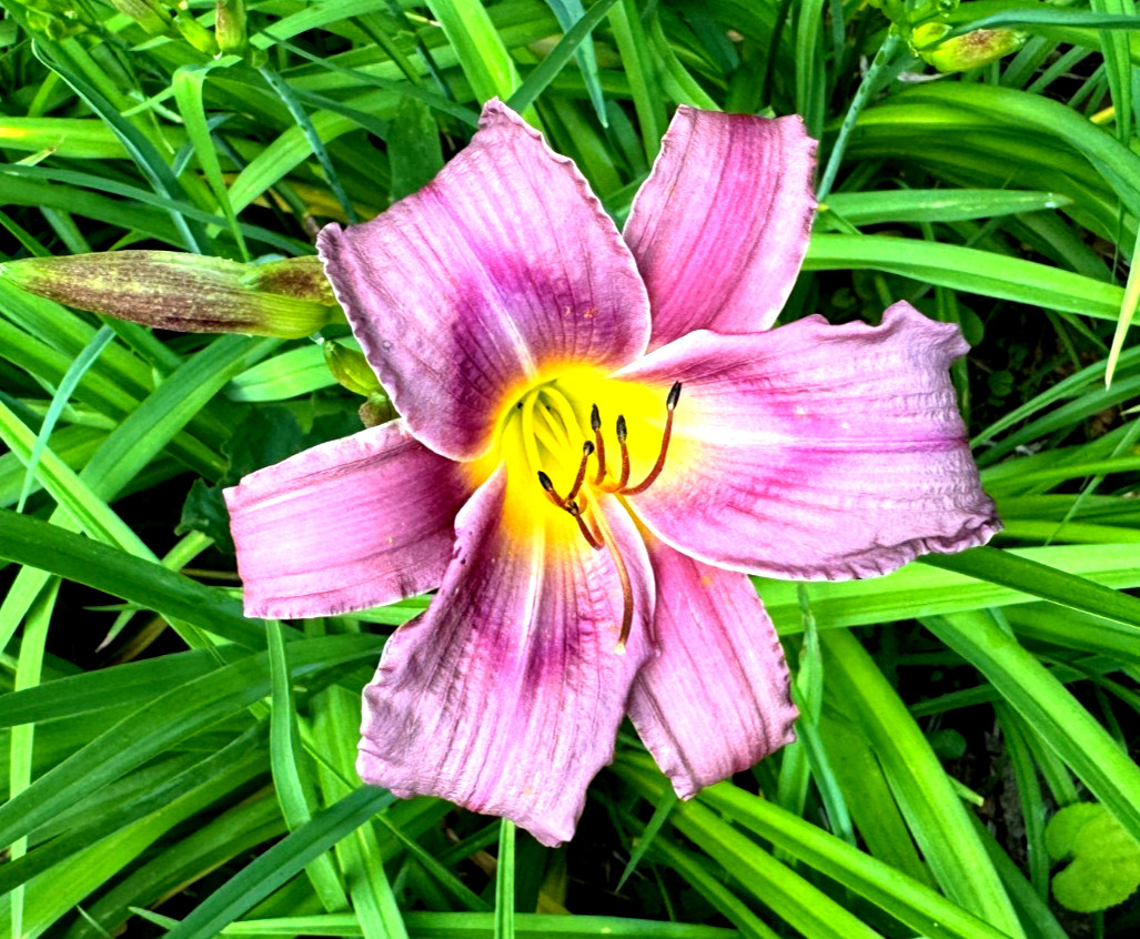 10 Daylilies Lot -Trahlyta-Very Fragrant – Free Shipping!!