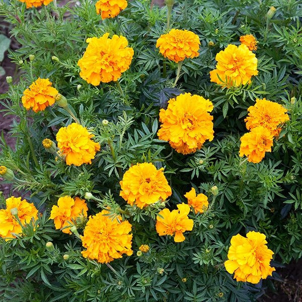 300+ AFRICAN MARIGOLD “CRACKERJACK” SEEDS FRESH FOR YOUR FLOWER POTS AND GARDENS