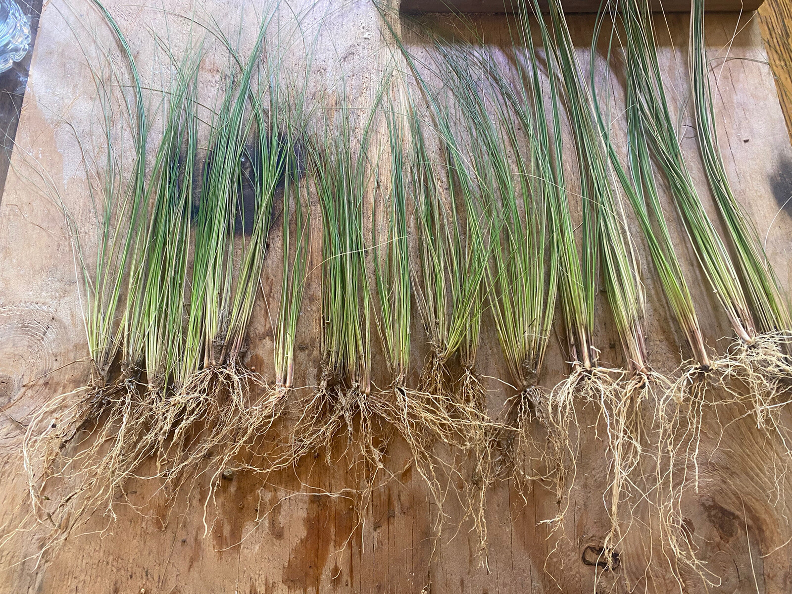 LIVE MEXICAN FEATHER GRASS 10 STARTER PLUGS, STIPA, HARDY, ORNAMENTAL US SELLER