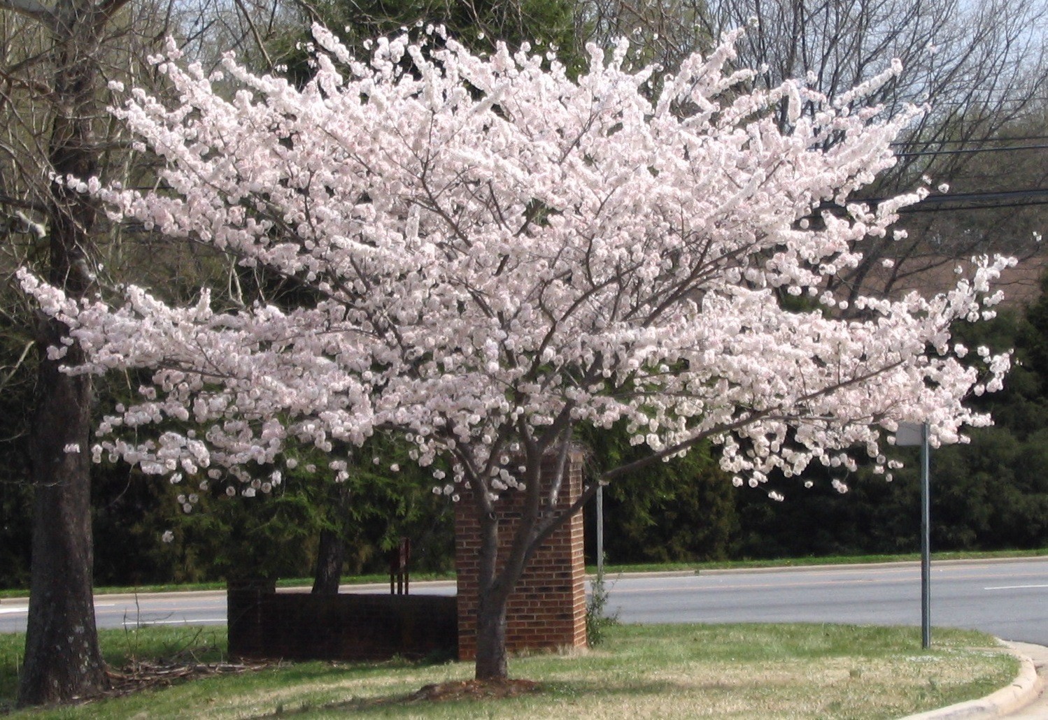 Yoshino Flowering Cherry Tree 2.5″ pot