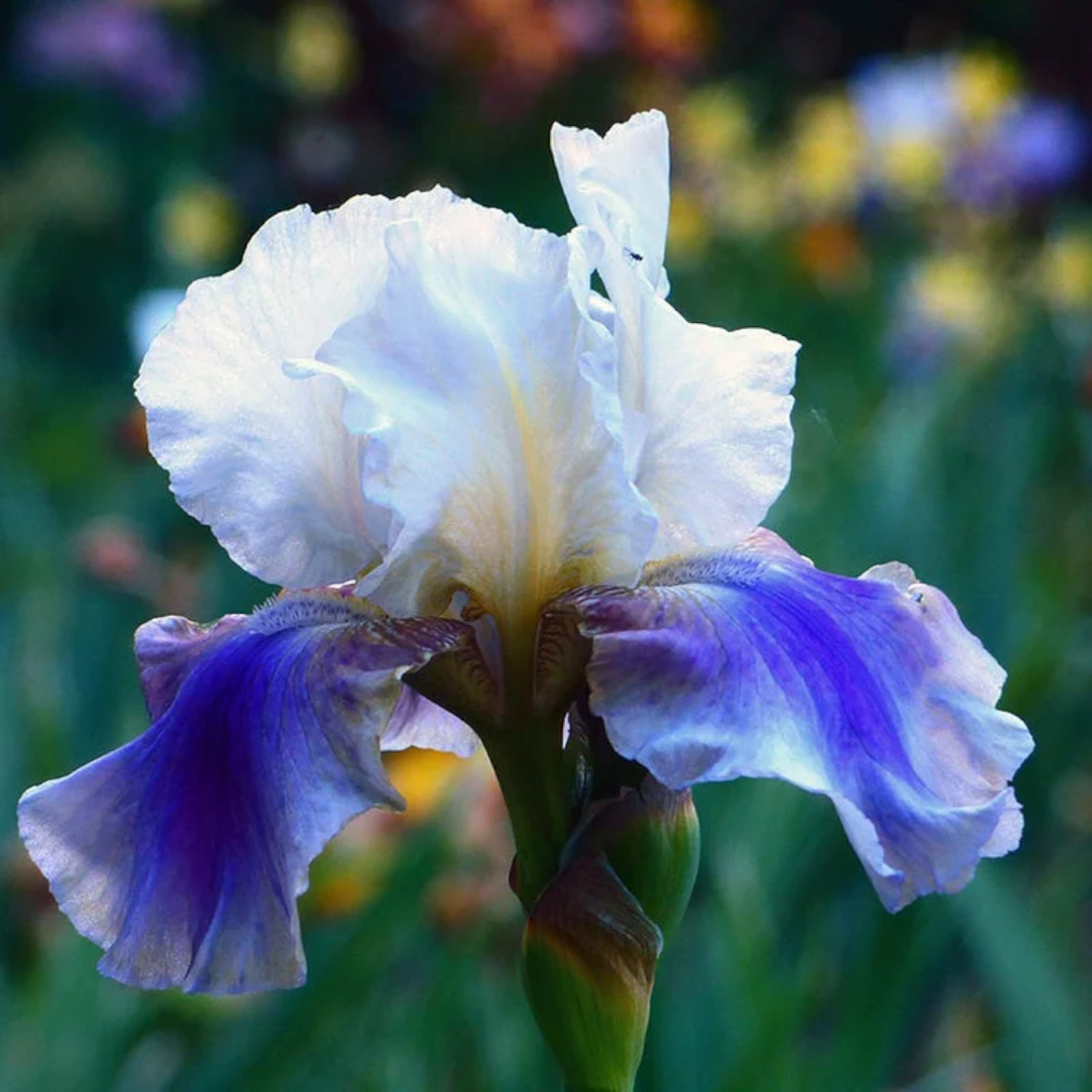 30pcs Mixed Color Rare Iris Flower Seeds – Perennial Beauteous Blooms