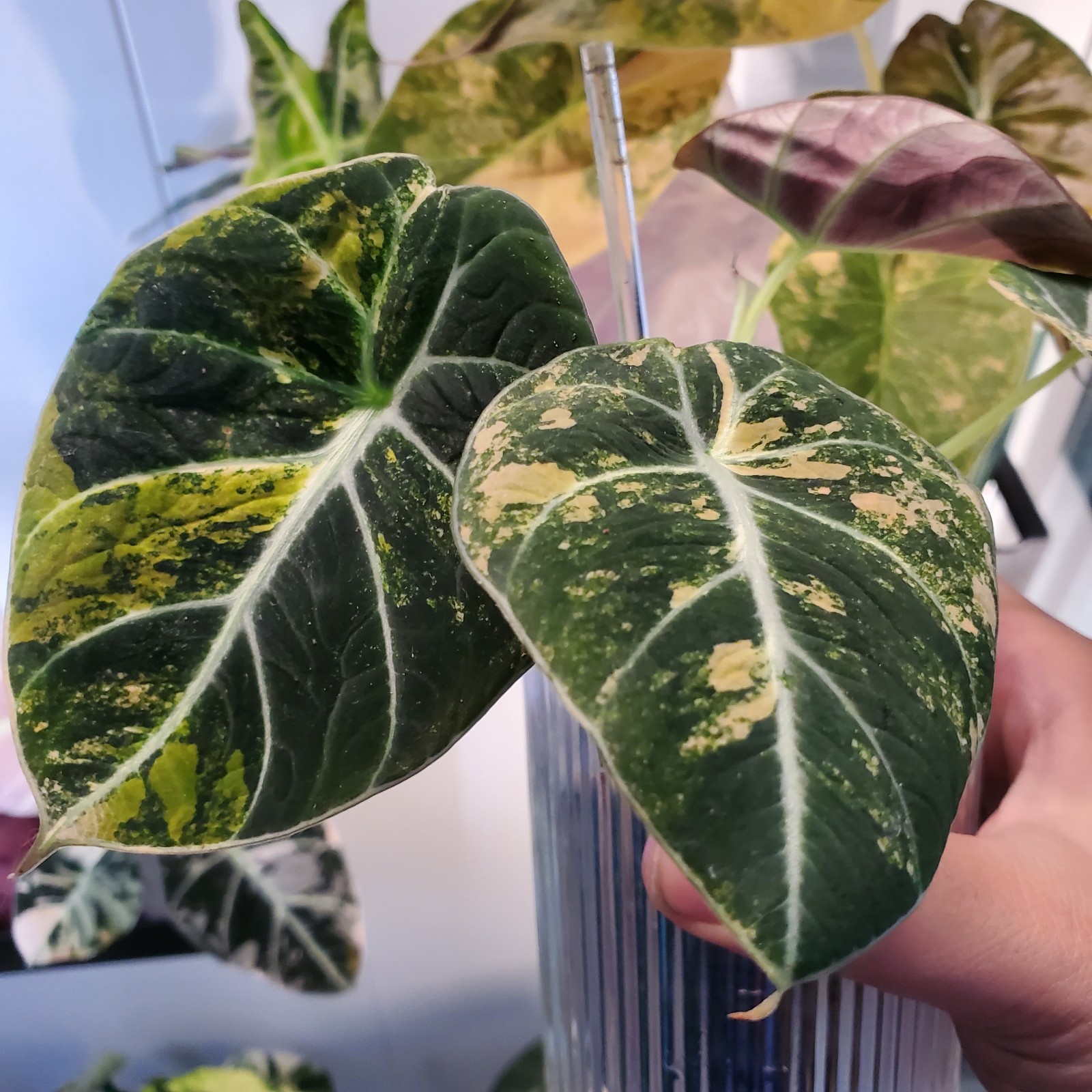 CORM Alocasia Gold Black Velvet