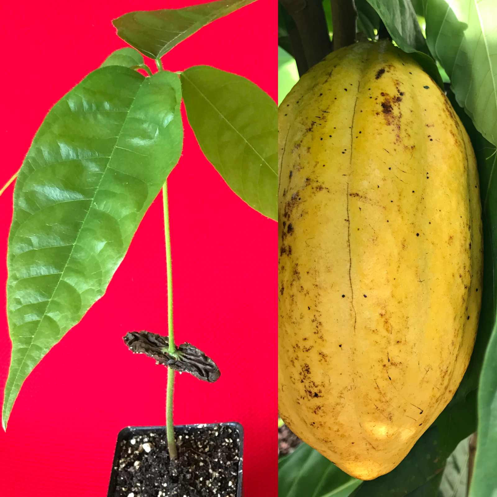 Yellow Theobroma Cacao Cocoa Chocolate Tropical Fruit Tree Potted Plant 8-13″