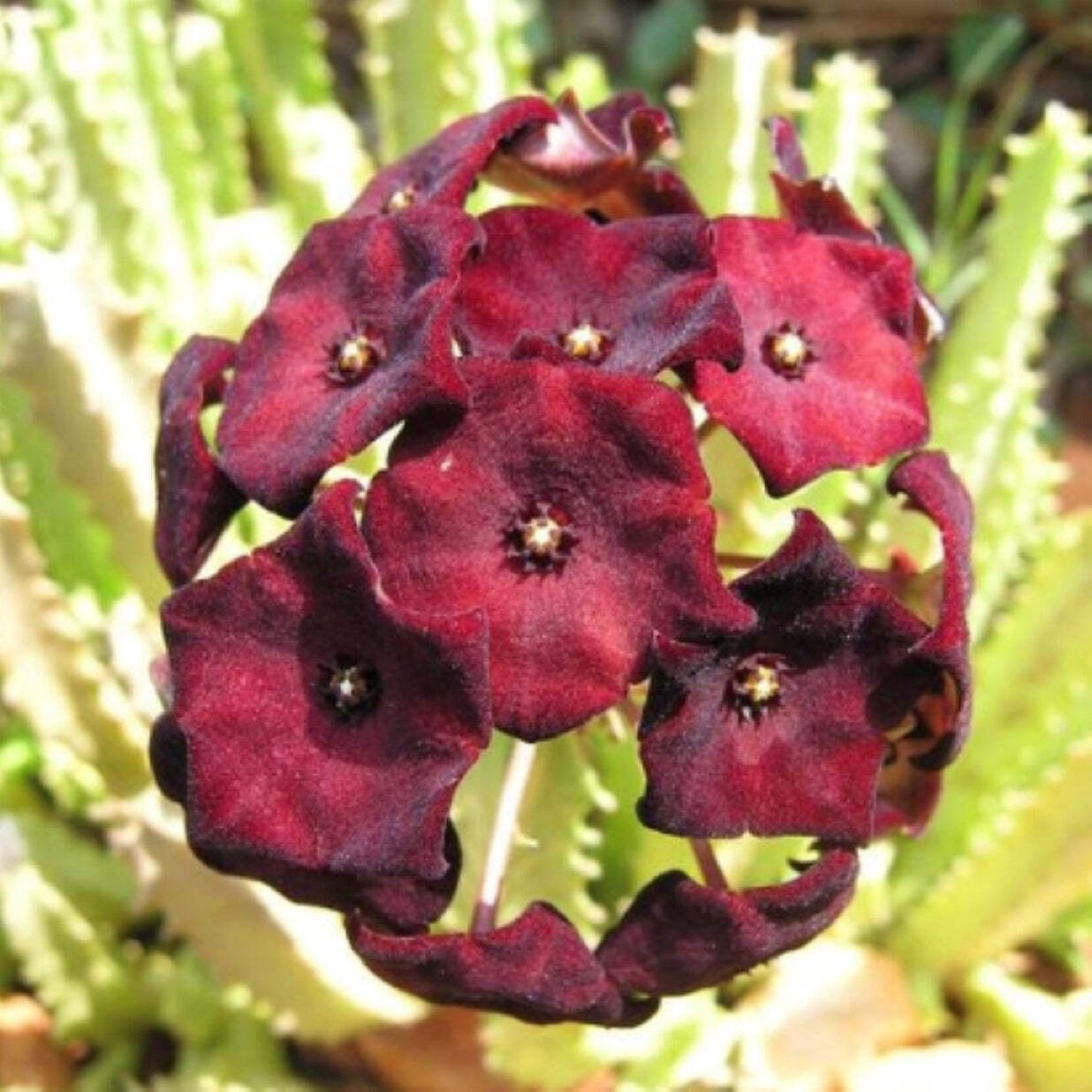 Caralluma Umbellata Cutting – Very Rare – 4-5 inches+ Easy, Healthy! USA Grown