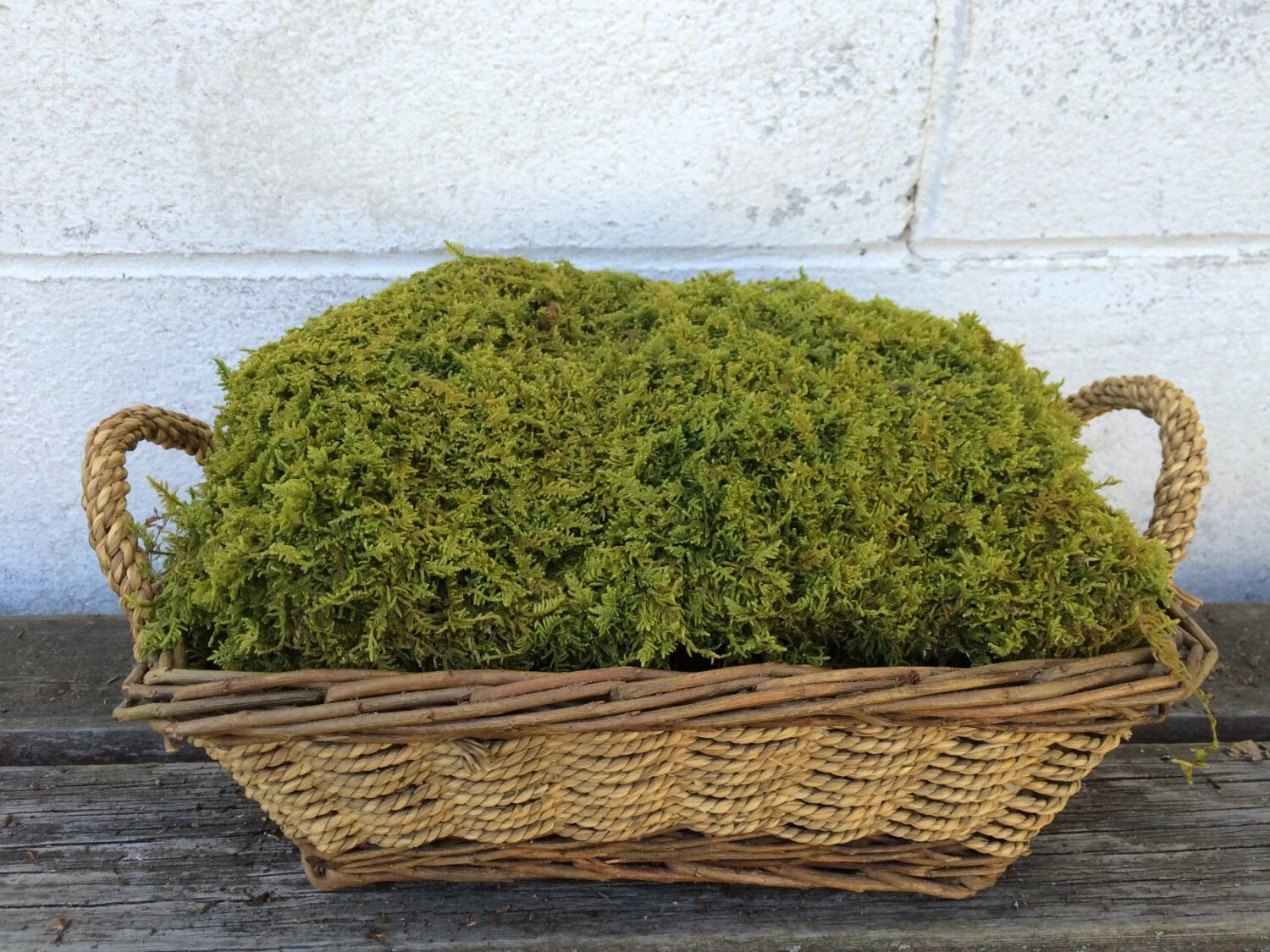 Moss Sheet Feather Fresh Live Organic NOT Preserved Terrarium Vivarium Quart Bag