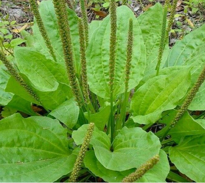 PLANTAIN SEEDS 200+ PLANTAGO MAJOR herb GARDEN perennial TEAS FREE SHIPPING