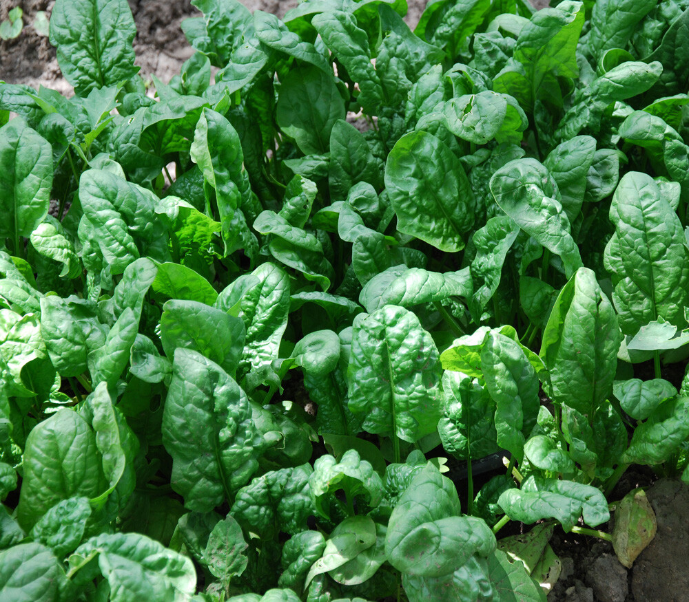 Spinach Seeds Giant Noble 150+ Vegetable Garden NON-GMO USA FREE SHIPPING