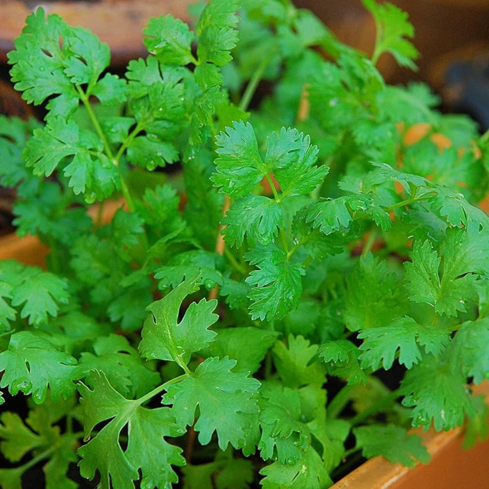 1000pcs Cilantro Seeds for Planting – Heirloom Coriander Herb for Outdoor Garden