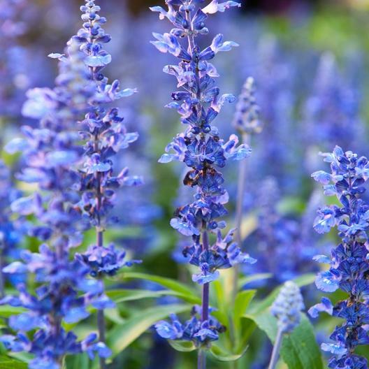 1500 HYSSOP SEEDS Hyssopus officinalis Non-GMO Free Shipping