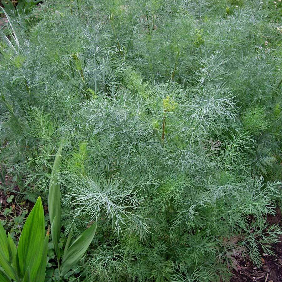 Dukat Dill Seeds | 500 Seeds | Heirloom – Non-GMO | Free Shipping | 1146